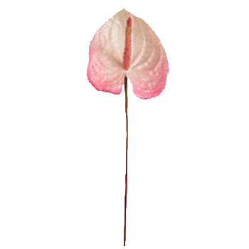 png-cicek-resimleri-12.png