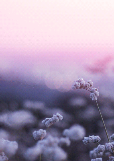 beautiful-flower-animated-gif10.gif
