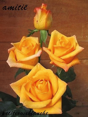 o4pkkxx65lj3d.gif