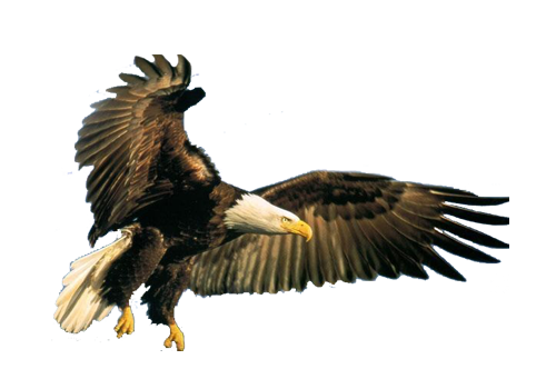 png-kus-resimleri-flatkolik-37.png