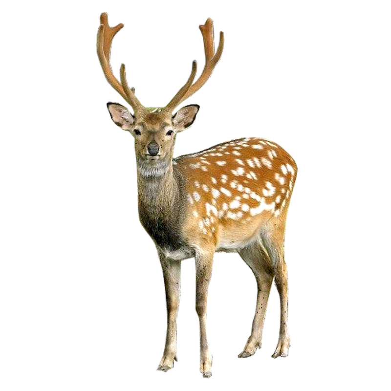 png-geyik-resimleri-10.png