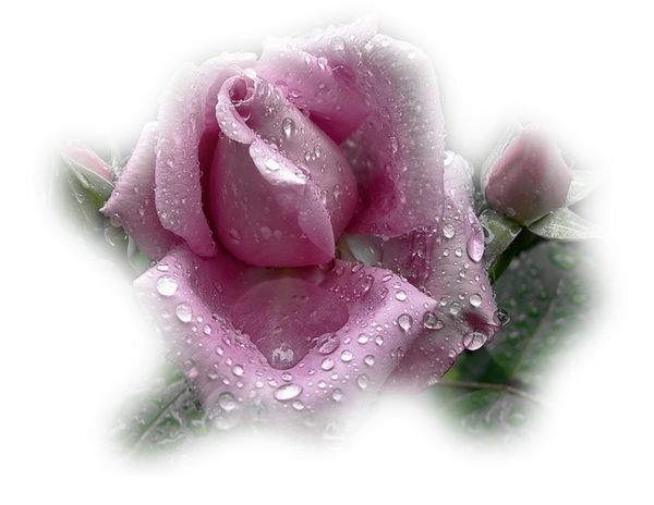 73f2a81f.png