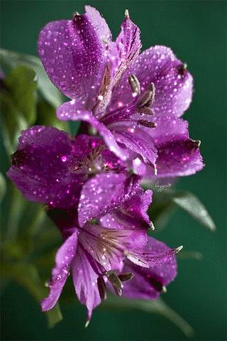 beautiful-flowers-animated-gif1.gif