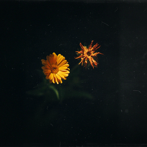 beautiful-flower-animated-gif1.gif