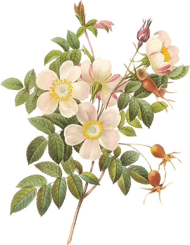 cicek_png_23.png