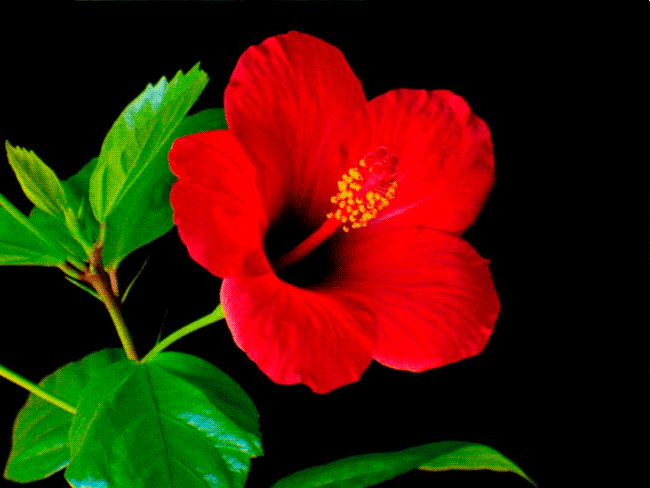 beautiful-flower-animated-gif2.gif