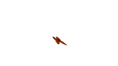 butterfly-fly-rhino-s64s2q.gif
