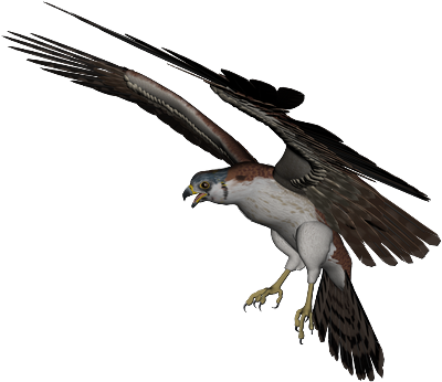 png-kus-resimleri-flatkolik-40.png