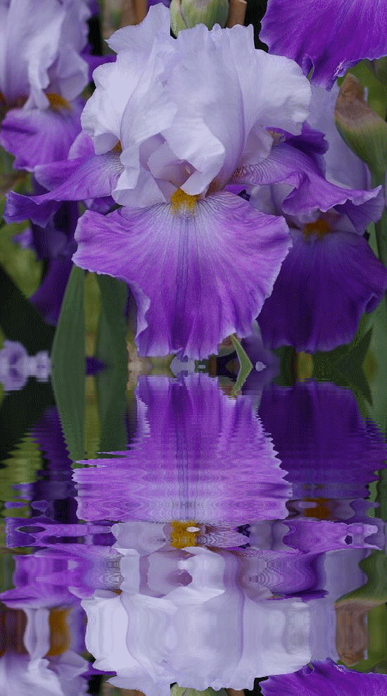 d788d764y6zkr.gif
