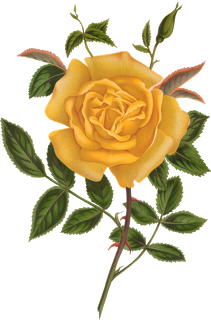 cicek_png_74.png